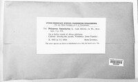 Fomes fomentarius image